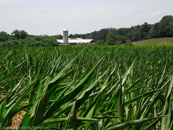 Plants growing in field