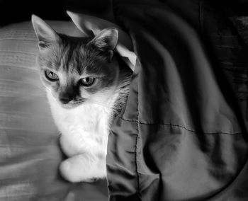 Close-up portrait of cat relaxing on bed