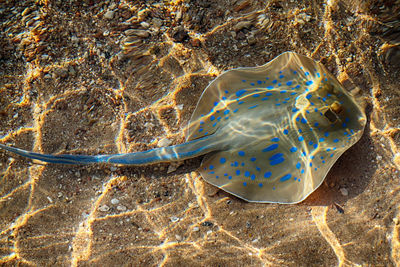 View of fish swimming in sea