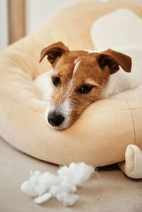 Jack russell terrier dog next to a torn wad of cotton on the floor. pet damage