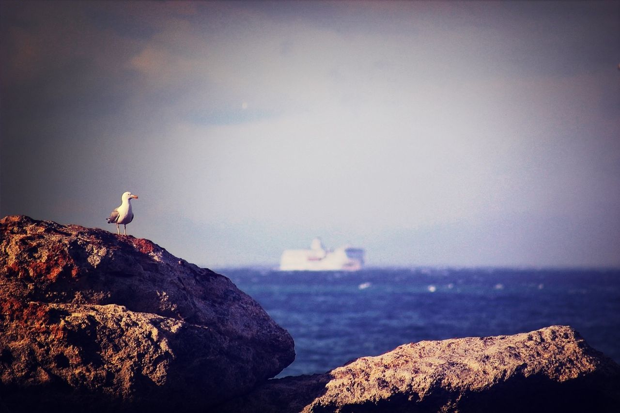 bird, sea, water, animal themes, one animal, animals in the wild, rock - object, wildlife, scenics, beauty in nature, tranquil scene, nature, tranquility, rock, horizon over water, sky, flying, copy space, rock formation, seagull