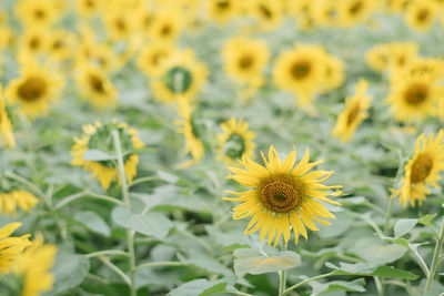 Close-up of yellow flowering plants on field