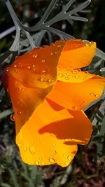 Close-up of water drops on orange leaf