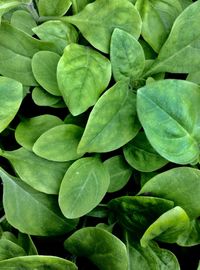 Full frame shot of green leaves