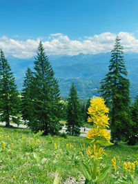 Pine trees on field against sky