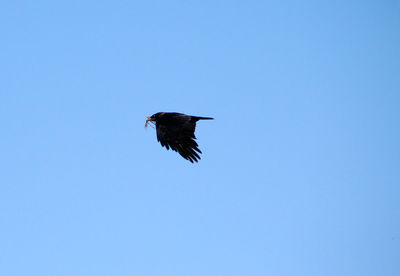 Low angle view of bird with twigs flying against clear blue sky