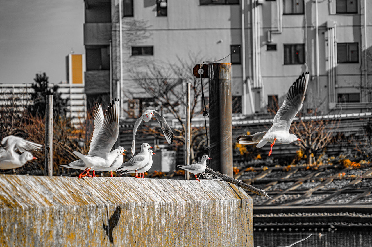 SEAGULLS PERCHING ON BUILDING