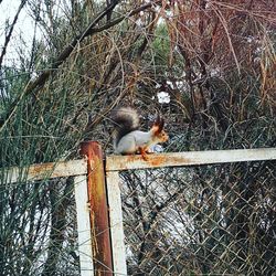 Bird perching on tree