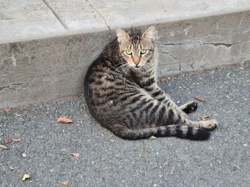 Portrait of cat