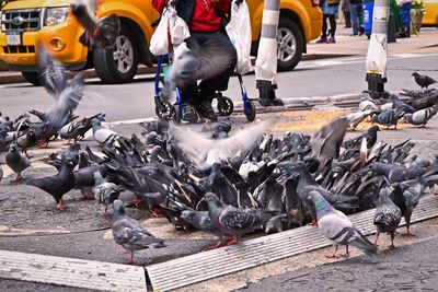 Pigeons on road