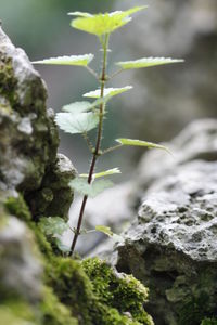 Close-up of small plant growing on rock