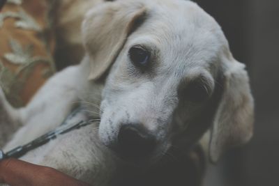 Close-up of a dog