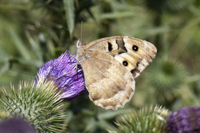 Close-up of butterfly pollinating on purple flower