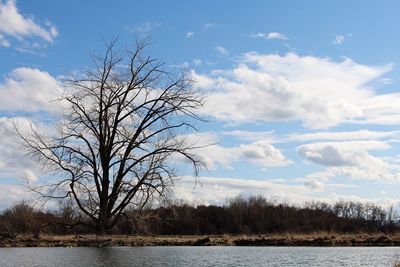 Bare tree by lake against sky