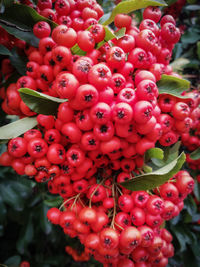 Close-up of red berries growing on plant