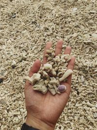 Close-up of person hand holding pebbles at beach