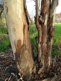 Close-up of tree roots on field