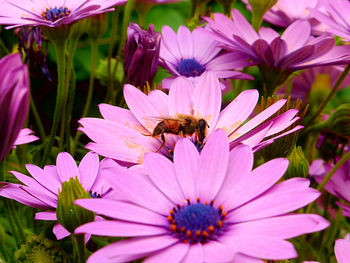 Close-up of bee pollinating on pink flower