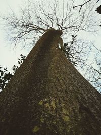 Low angle view of cat on tree against sky