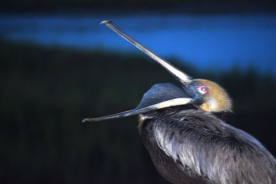 Close-up of a bird