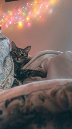 Close-up of cat relaxing on bed