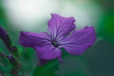 Close-up of purple flowering plant