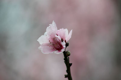 Close-up of pink cherry blossom