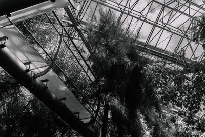 Low angle view of plants growing in greenhouse