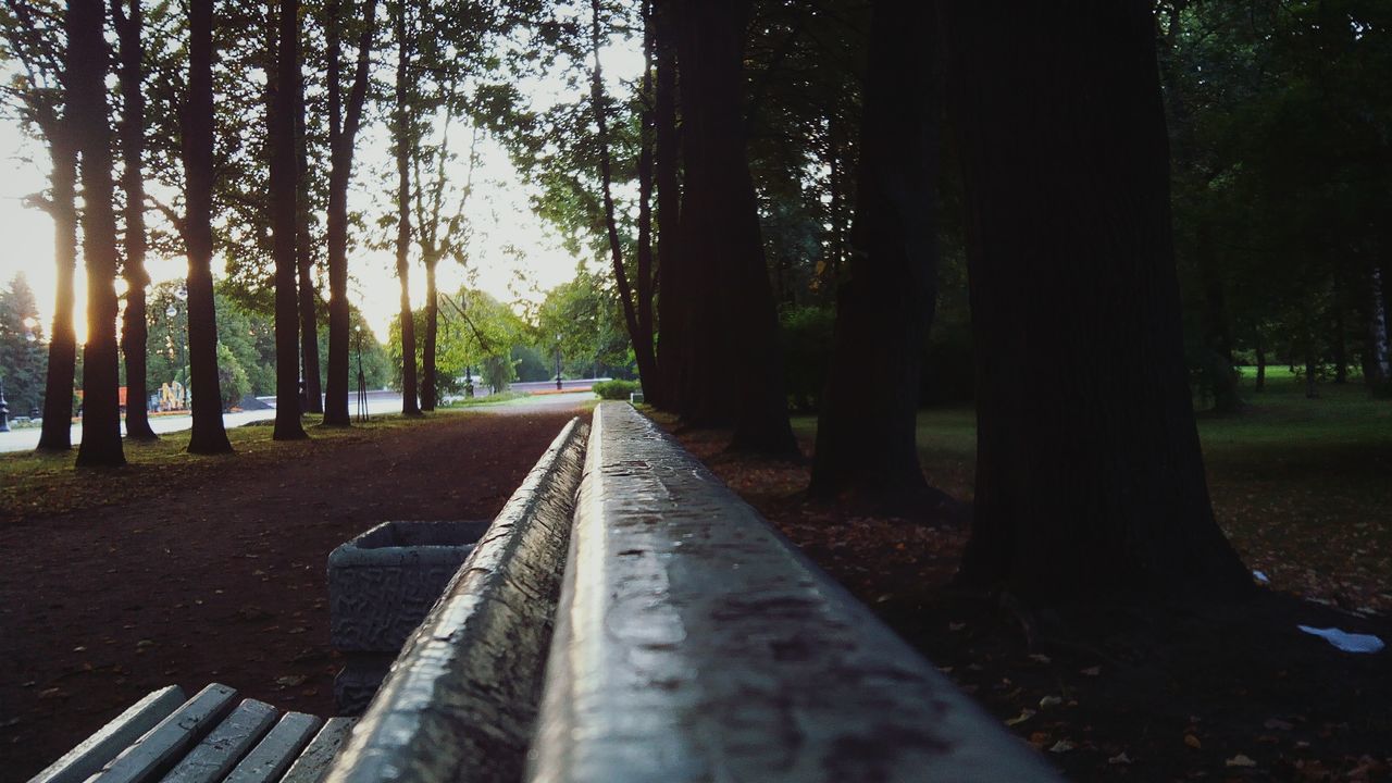 tree, the way forward, diminishing perspective, vanishing point, tree trunk, tranquility, transportation, treelined, nature, forest, growth, road, tranquil scene, long, empty road, bare tree, sunlight, branch, no people, beauty in nature