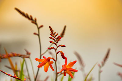 Close-up of orange flowering plant