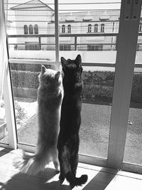 Cat sitting on window