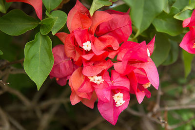 Close-up of red flowering plant