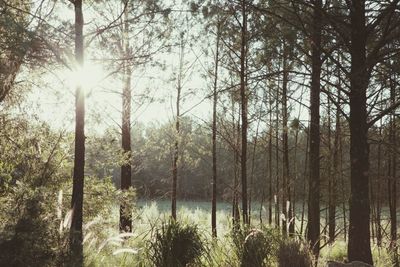 Sun shining through trees