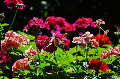 Close-up of pink flowers blooming outdoors