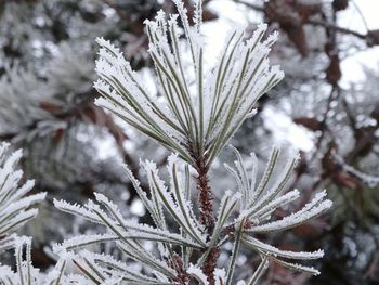 Close-up of snow covered pine tree