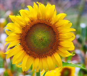 Close-up of yellow sunflower