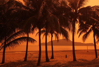 Palm trees on beach during sunset