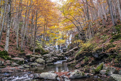 Scenic view of river in forest during autumn