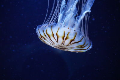 Close-up of jellyfish swimming in sea