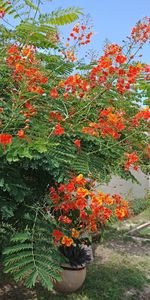 Close-up of flowering plants against orange sky