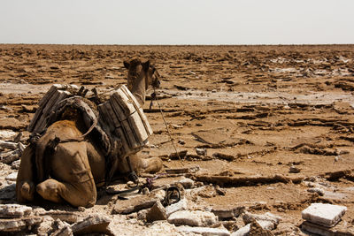 Elephant on sand at field against clear sky