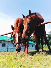 Horse on field against sky