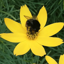 Close-up of insect on yellow flower