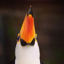 Close-up of a bird