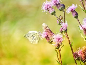 Close-up of butterfly on purple flowering plant