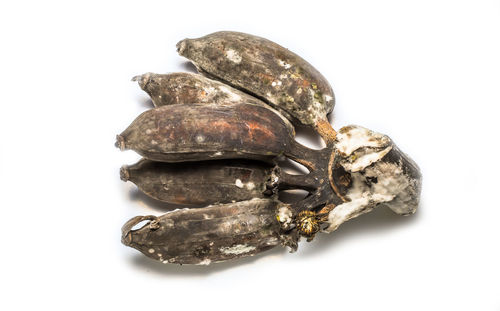 Close-up of shell on white background