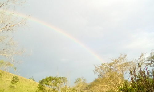 Low angle view of rainbow over trees against sky