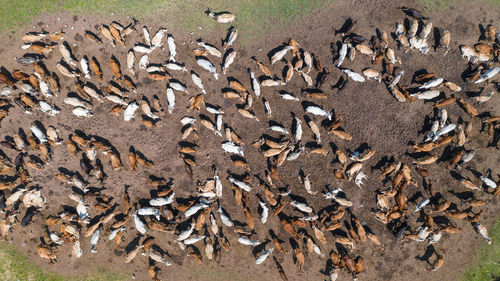 High angle view of crab on field