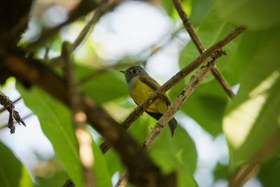 Low angle view of bird perching on branch