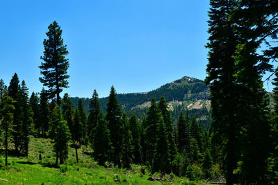 Trees in forest against clear sky